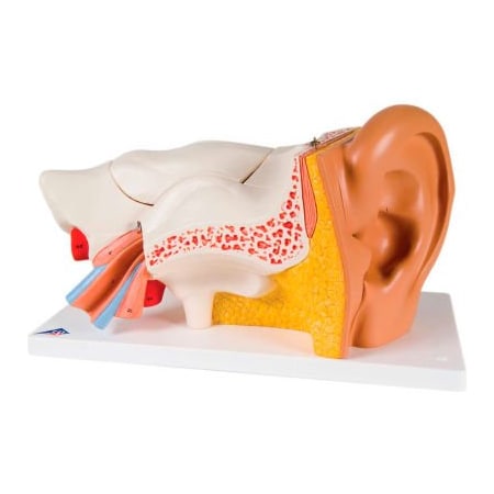 Fabrication Enterprises 3B Anatomical Model - Classic Ear, 6-Part (3X Size) 973708